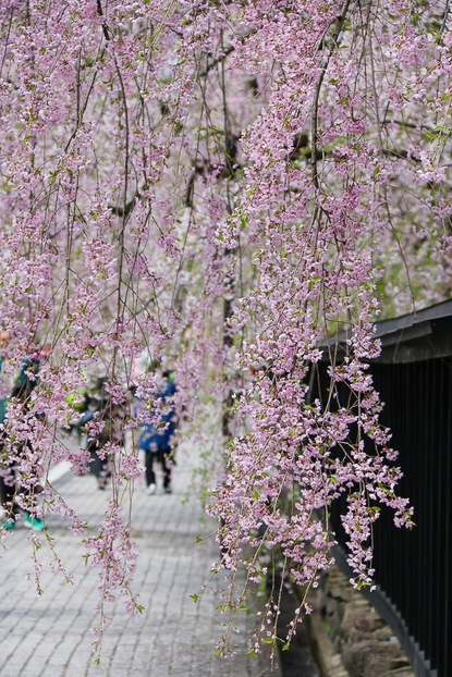 Cherry Blossom Reports 2016 - Kakunodate: Full Bloom