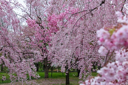 Cherry Blossom Reports 2016 - Hirosaki: Petals Starting To Fall