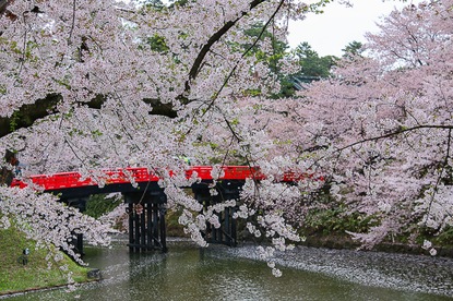 Cherry Blossom Reports 2016 - Hirosaki: Petals Starting To Fall