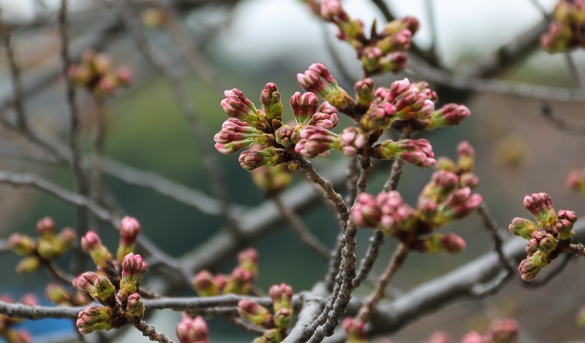 Cherry Blossom Reports 2017 - Tokyo: Just Opened