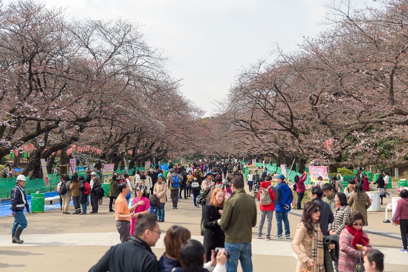 Cherry Blossom Reports 2017 - Tokyo: Just Opened