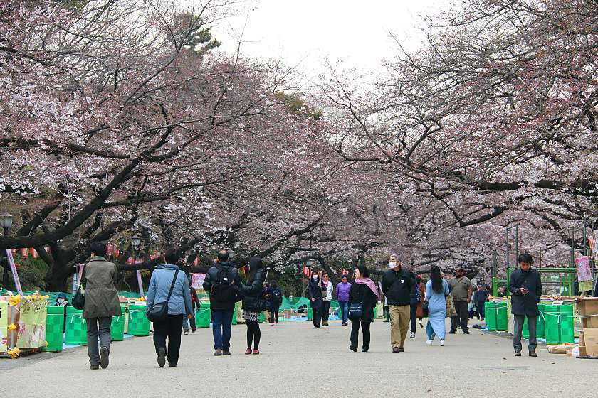 Cherry Blossom Reports 2017 - Tokyo: Blossoms Opening