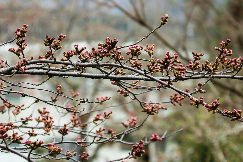 Cherry Blossom Reports 2017 - Kyoto: About To Open