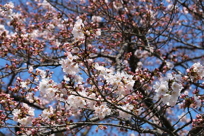 Cherry Blossom Reports 2017 - Kyoto: Blossoms Opening