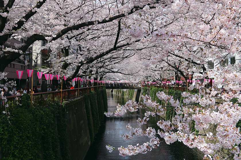 Cherry Blossom Reports 2017 - Tokyo: Full Bloom