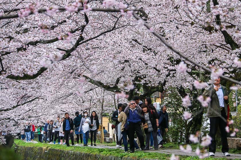 Cherry Blossom Reports 2017 - Kyoto: Full Bloom