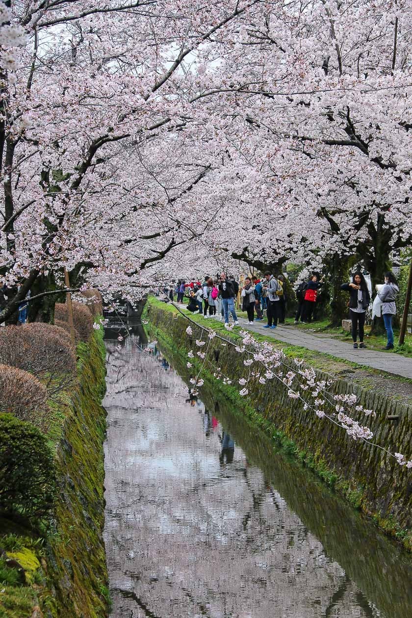 Cherry Blossom Reports 2017 - Kyoto: Full Bloom