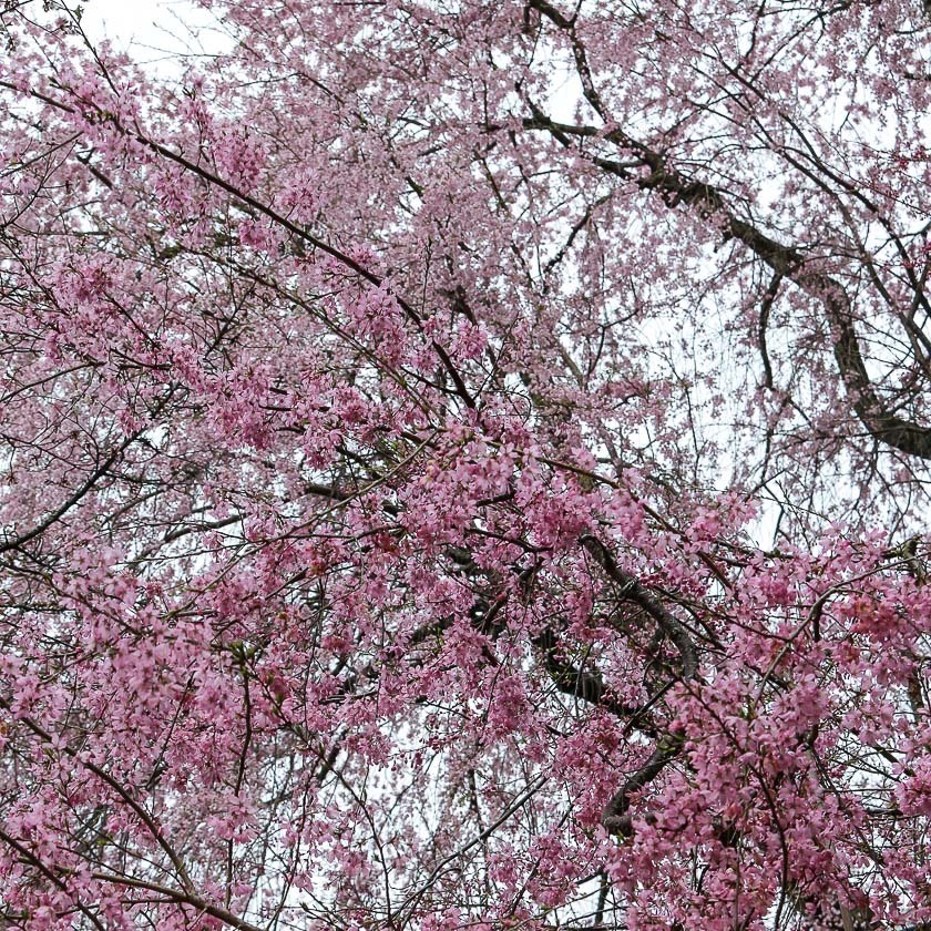 Cherry Blossom Reports 2017 - Yoshino: Blossoms Opening