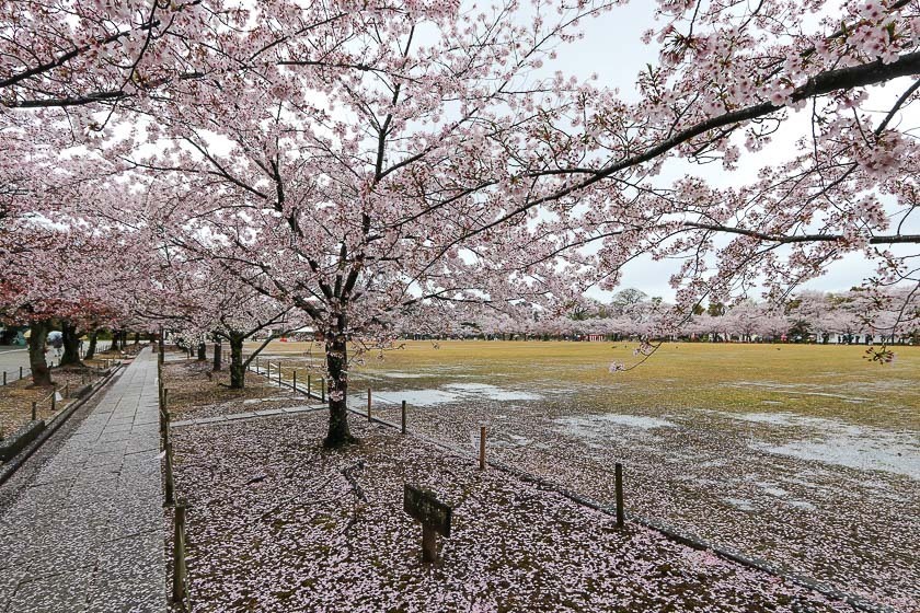 Cherry Blossom Reports 2017 - Himeji: Petals Starting To Fall