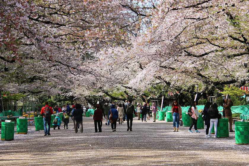 Cherry Blossom Reports 2017 - Tokyo: Petals Starting To Fall