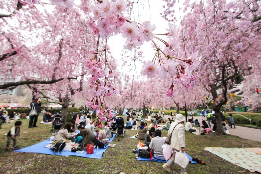 Cherry Blossom Reports 2017 - Sendai: Full Bloom