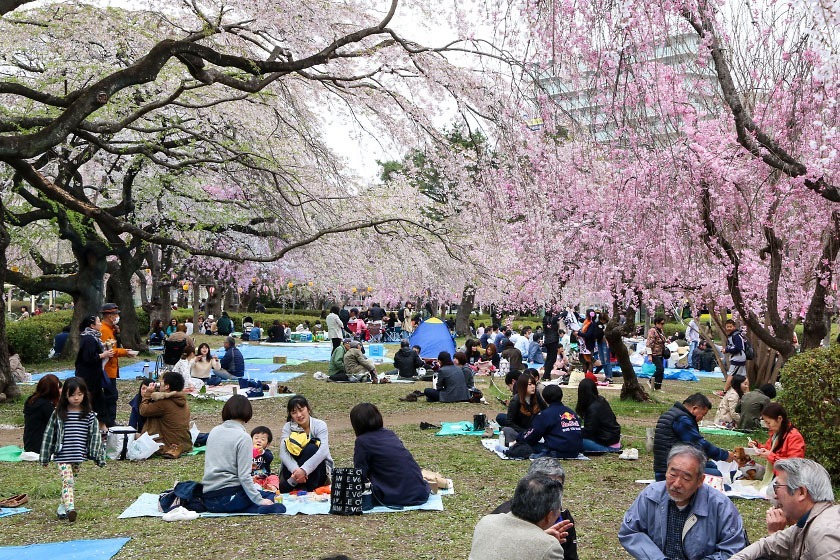 Cherry Blossom Reports 2017 - Sendai: Full Bloom