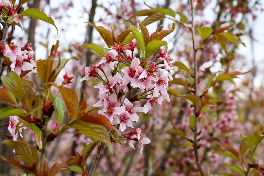 Cherry Blossom Reports 2017 - Fukushima: Petals Starting To Fall