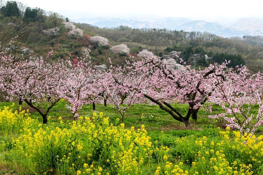 Cherry Blossom Reports 2017 - Fukushima: Petals Starting To Fall