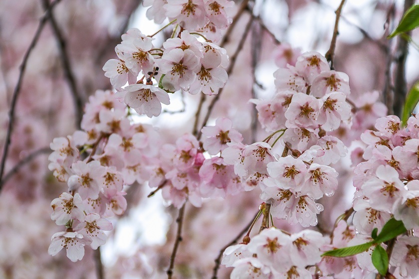 Cherry Blossom Reports 2017 - Kakunodate: Full Bloom