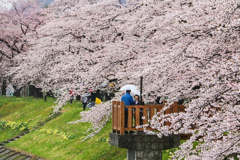 Cherry Blossom Reports 2017 Kakunodate Full Bloom