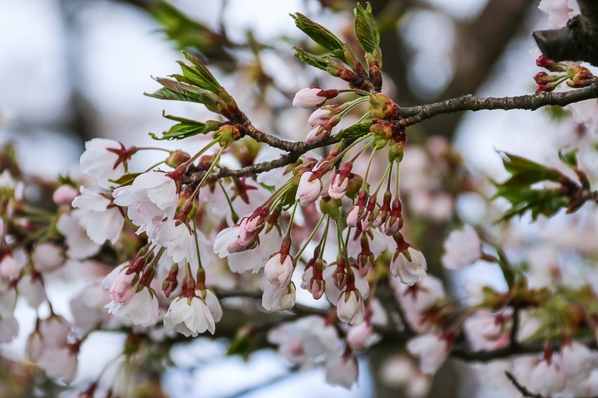 Cherry Blossom Reports 2017 - Morioka: Petals Starting To Fall