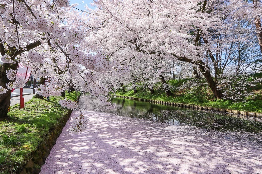 Cherry Blossom Reports 2017 - Hirosaki: Petals Starting To Fall