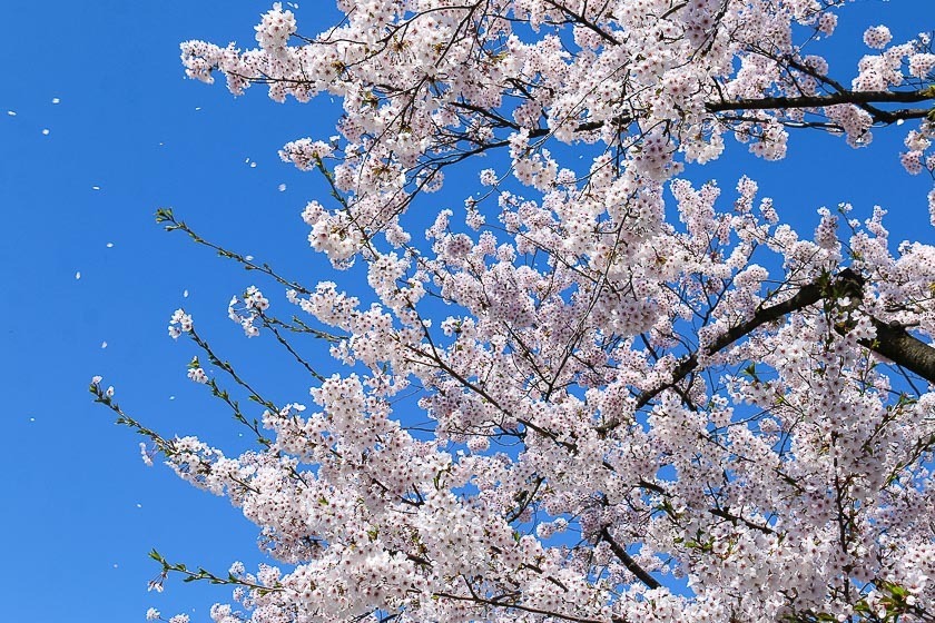 Cherry Blossom Reports 2017 - Hirosaki: Petals Starting To Fall