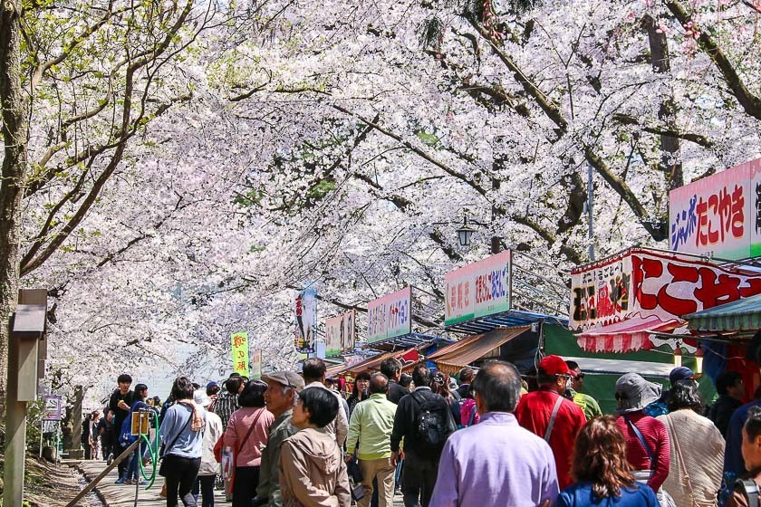 Cherry Blossom Reports 2017 - Hirosaki: Petals Starting To Fall