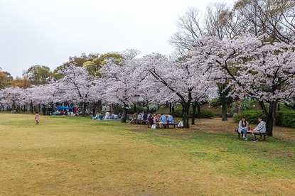 Cherry Blossom Reports 2017 - Osaka: Full Bloom