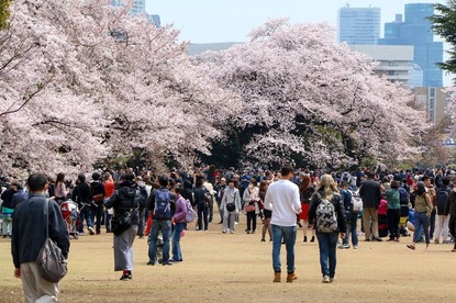 Cherry Blossom Reports 2017 - Tokyo: Full Bloom