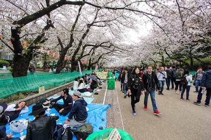 Cherry Blossom Reports 2017 - Tokyo: Full Bloom