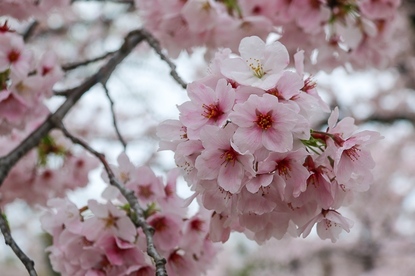 Cherry Blossom Reports 2017 - Himeji: Petals Starting To Fall