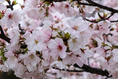 Cherry Blossom Reports 2017 - Himeji: Petals Starting To Fall