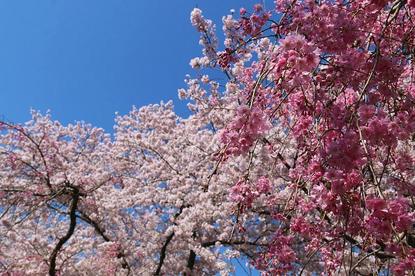 Cherry Blossom Reports 2017 - Kyoto: Full Bloom