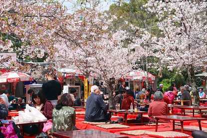 Cherry Blossom Reports 2017 - Kyoto: Full Bloom