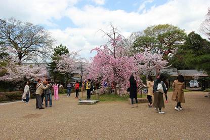 Cherry Blossom Reports 2017 - Kyoto: Full Bloom