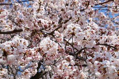 Cherry Blossom Reports 2017 - Mount Fuji: Full Bloom