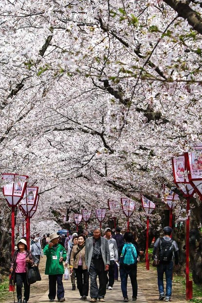 Cherry Blossom Reports 2017 - Hirosaki: Full Bloom