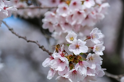 Cherry Blossom Reports 2017 - Morioka: Petals Starting To Fall