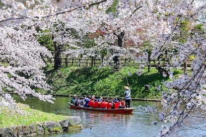 Cherry Blossom Reports 2017 - Hirosaki: Petals Starting To Fall