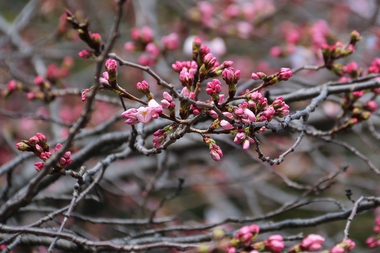 Cherry Blossom Reports 2017 - Tokyo: Just Opened