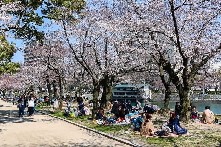 Cherry Blossom Reports 2017 - Hiroshima: Blossoms Opening