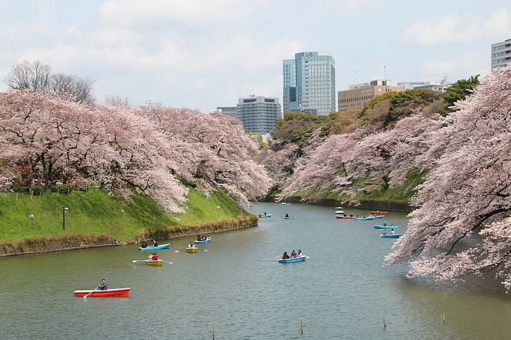 Cherry Blossom Reports 2017 - Tokyo: Full Bloom