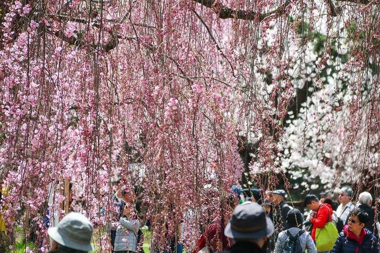 Cherry Blossom Reports 2017 - Hirosaki: Full Bloom