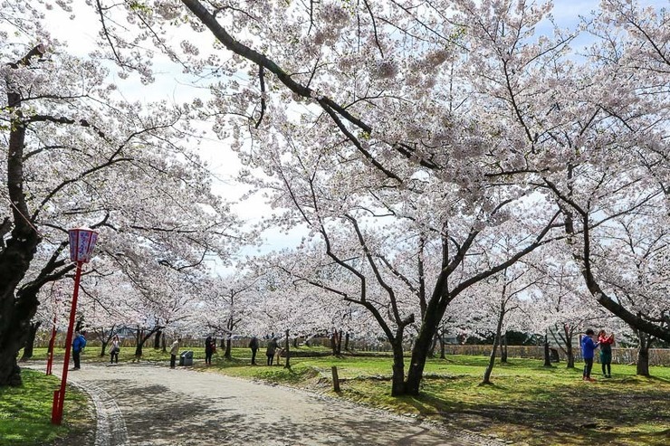 Cherry Blossom Reports 2017 - Morioka: Petals Starting To Fall