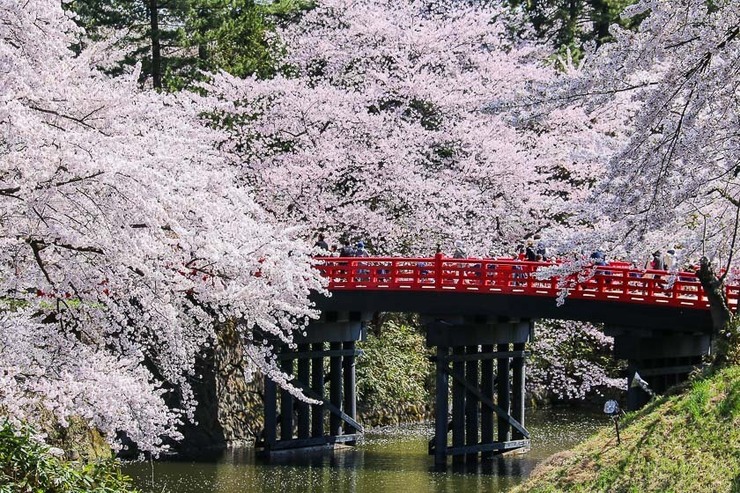 Cherry Blossom Reports 2017 - Hirosaki: Petals Starting To Fall