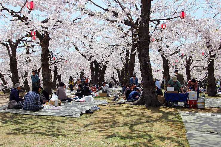 Cherry Blossom Reports 2017 - Hakodate: Full Bloom