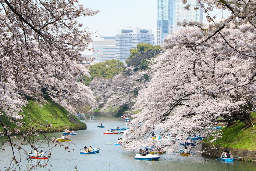 Tokyo Japan Cherry Blossom Festival
