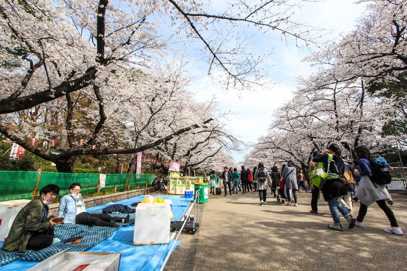 Cherry Blossom Reports 2018 - Tokyo: Full Bloom