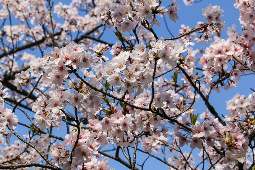 Cherry Blossom Reports 2018 - Osaka: Full Bloom