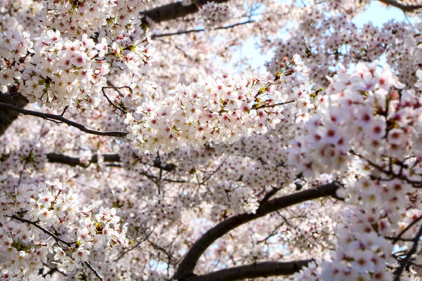 Cherry Blossom Reports 2018 - Tokyo: Full Bloom