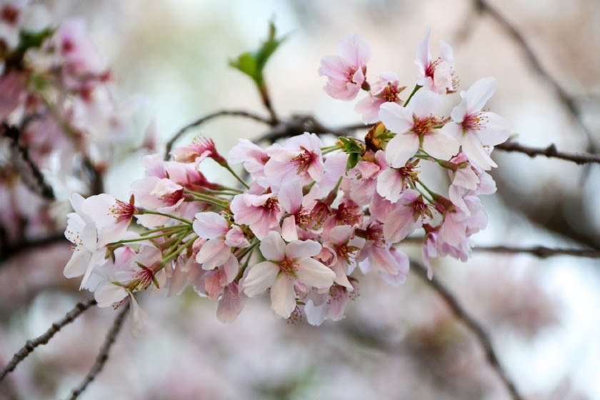 Cherry Blossom Reports 2018 - Tokyo: Full Bloom