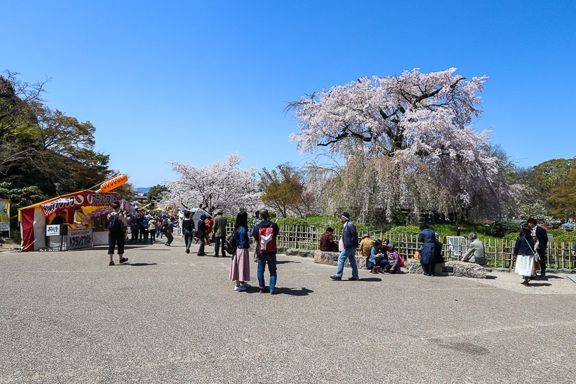 Cherry Blossom Reports 2018 - Kyoto: Full Bloom