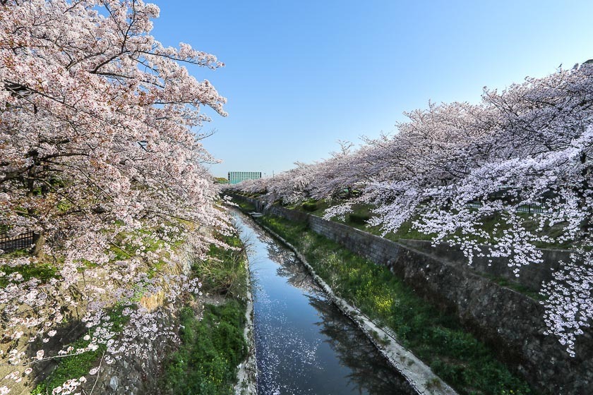 Cherry Blossom Reports 2018 Nagoya Petals Starting To Fall